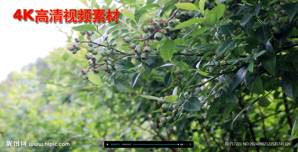蓝莓果子树 
