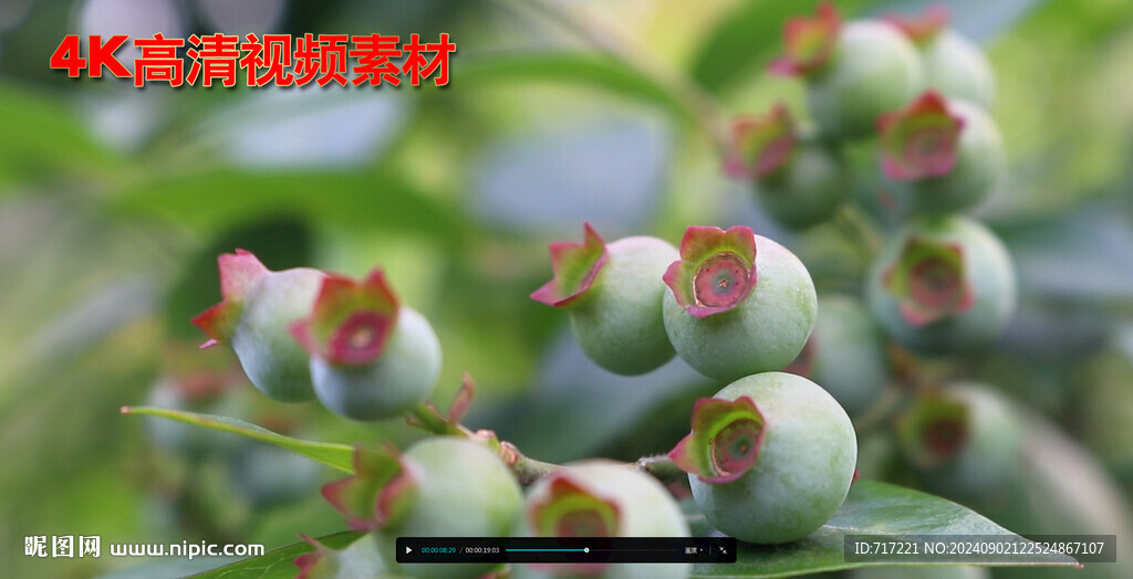 蓝莓高产挂果
