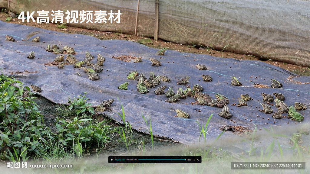 青蛙养殖