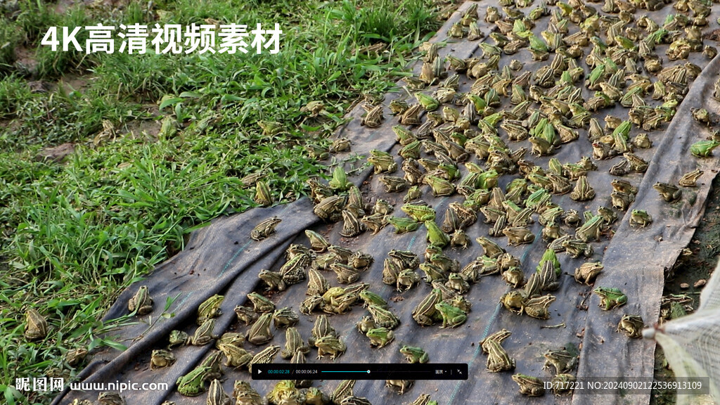 青蛙养殖
