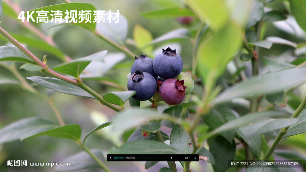 蓝莓果实成熟啦