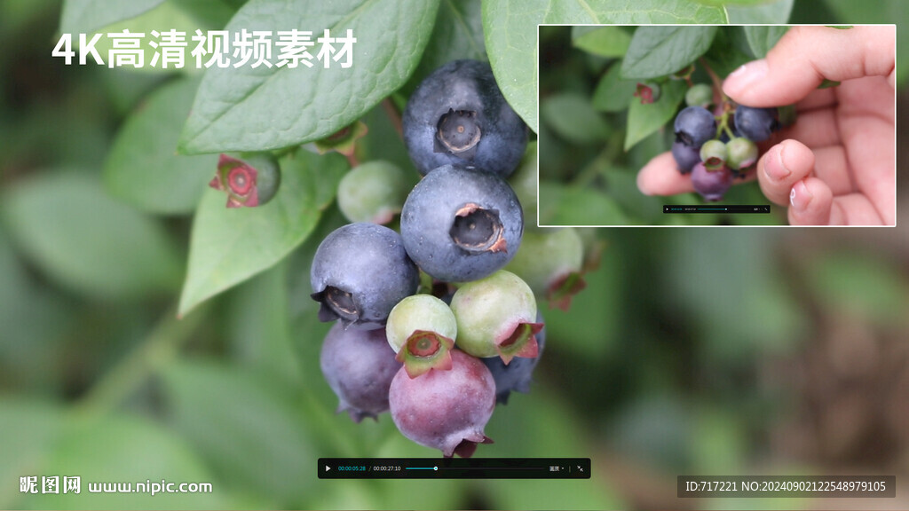 采摘蓝莓实拍视频