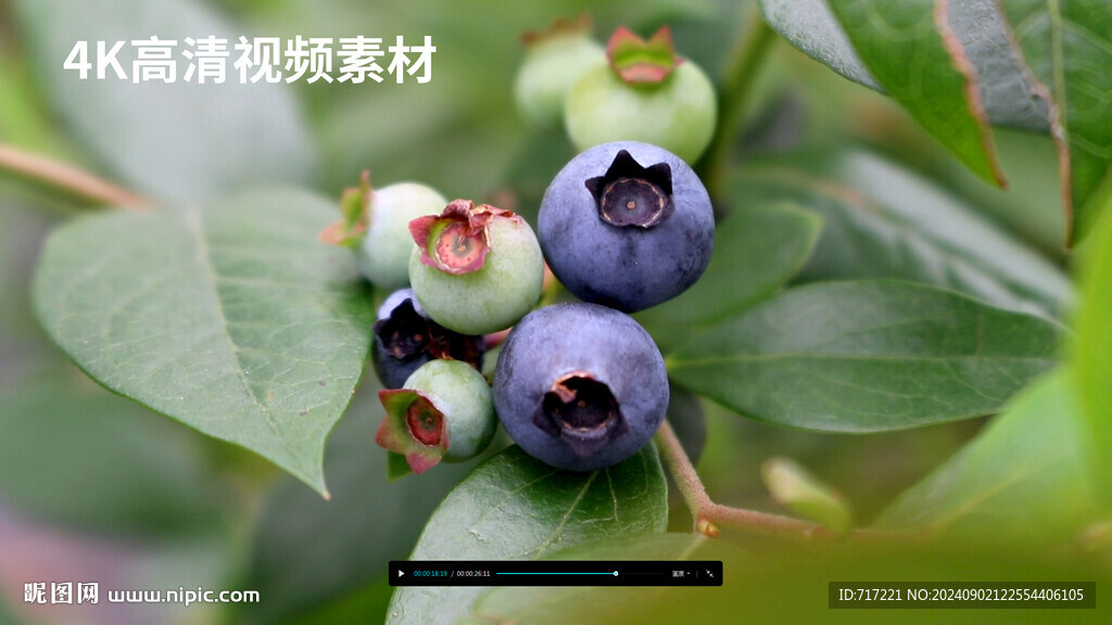 蓝莓初挂果