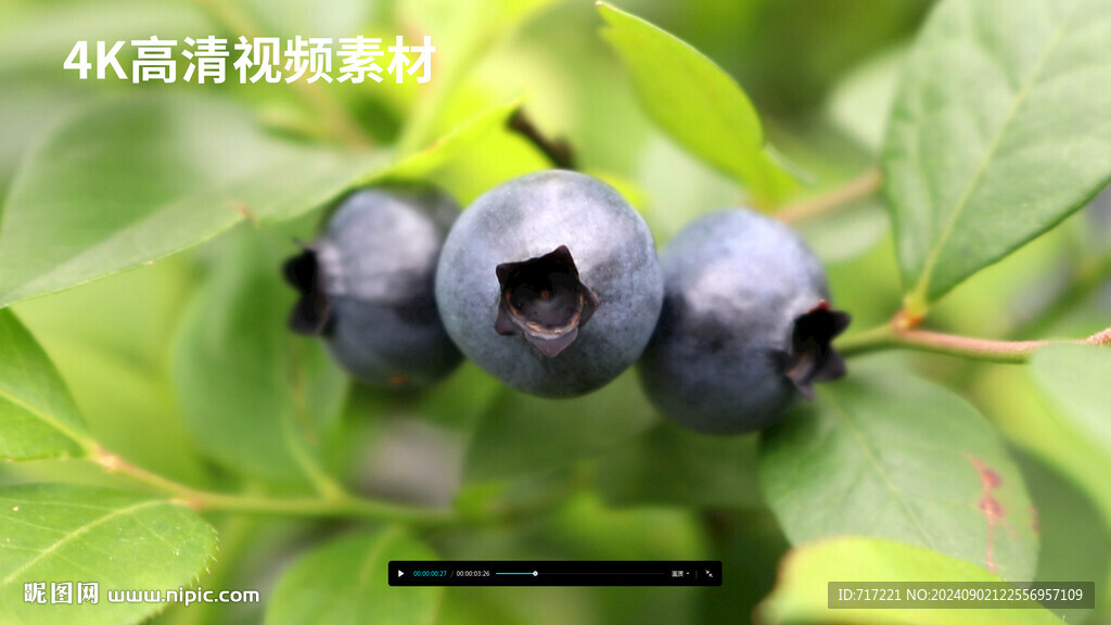 蓝莓果实特写实拍