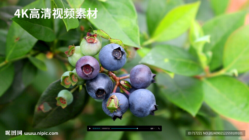 蓝莓挂枝头
