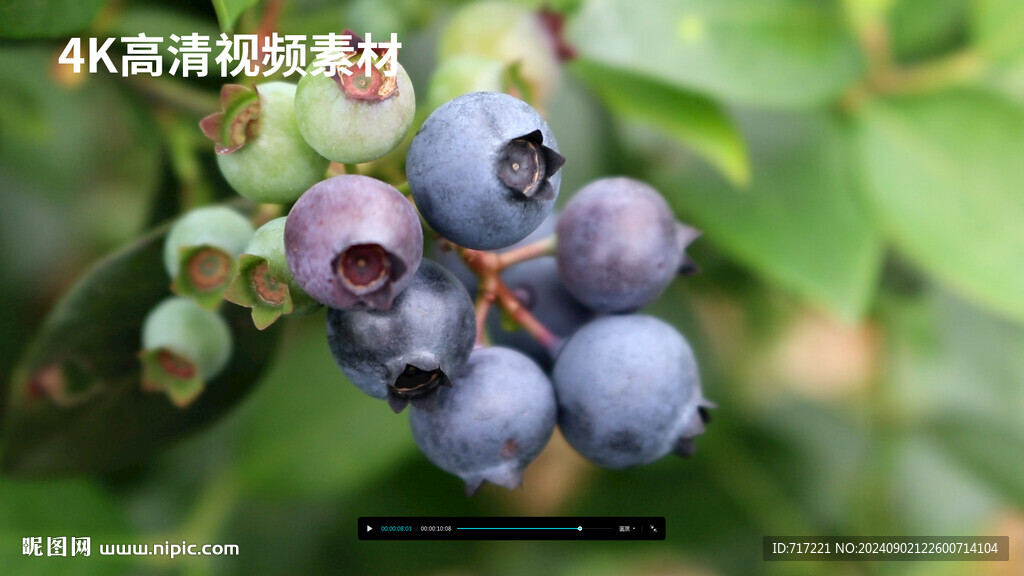 蓝莓俏枝头