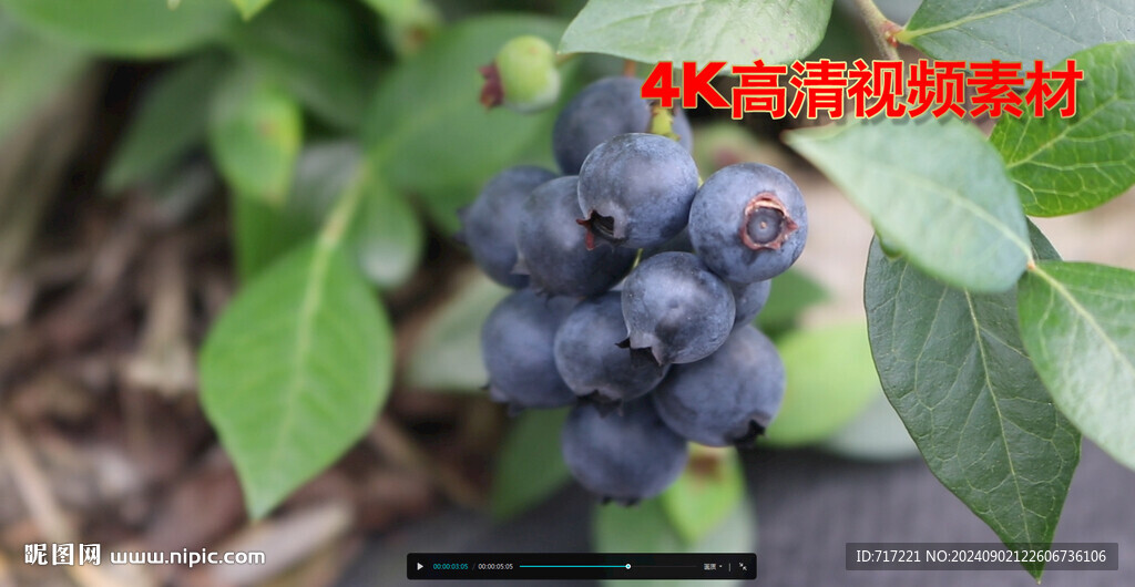 枝头挂果 
