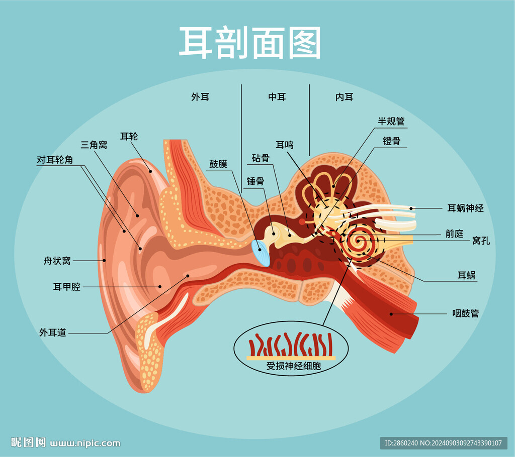 耳剖面图