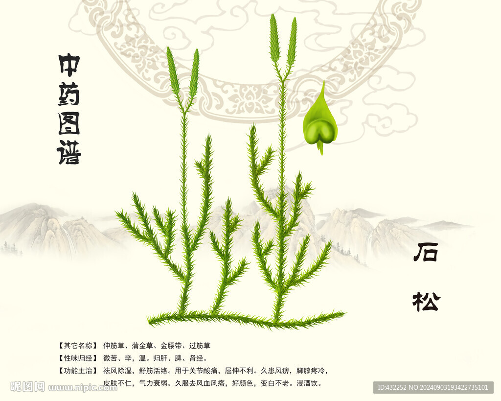 石松中药石松