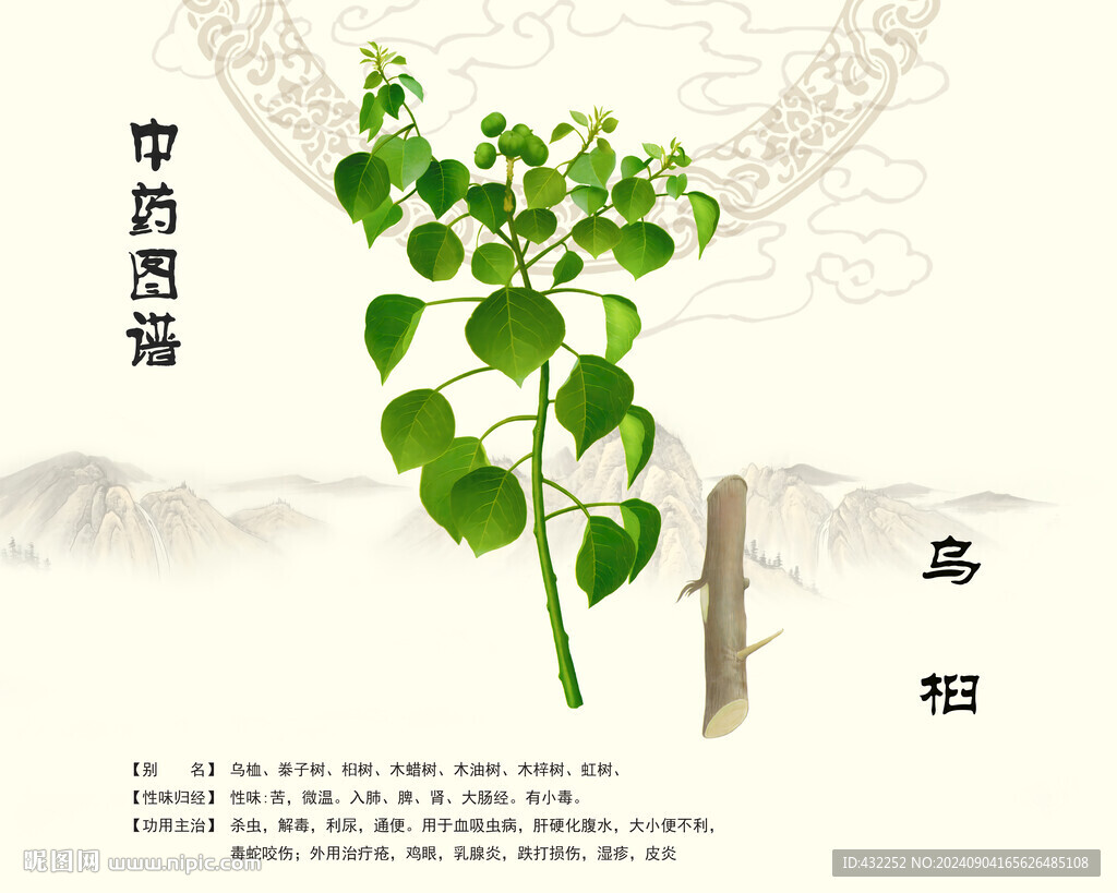 乌桕中药乌桕