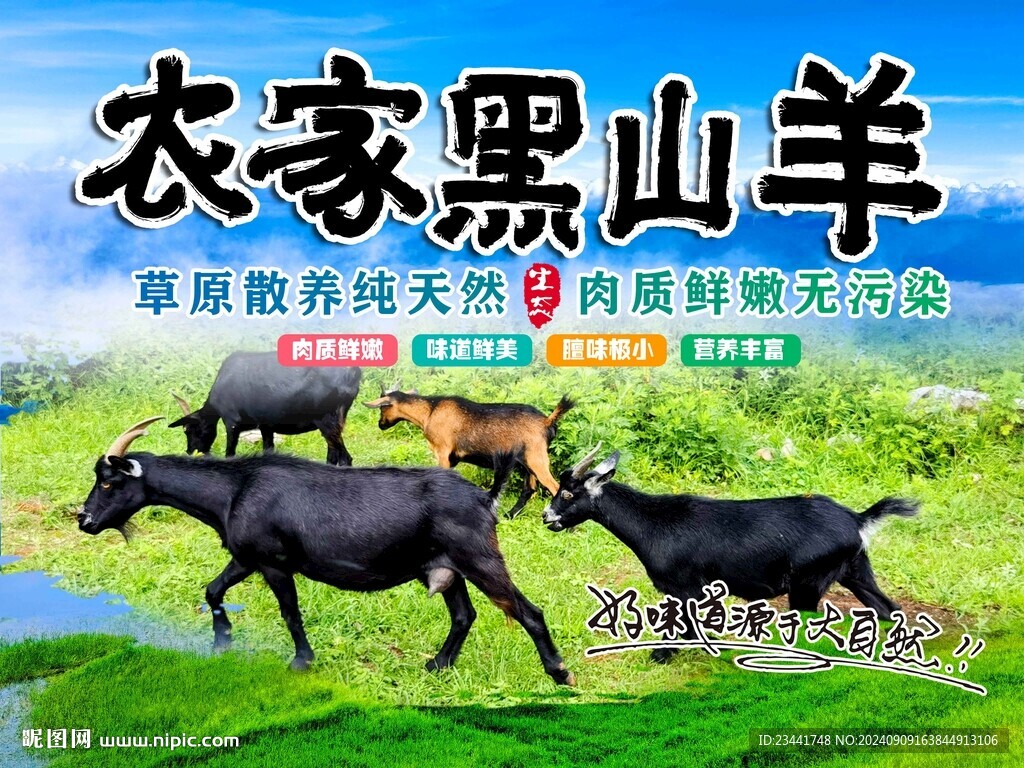 农家黑山羊