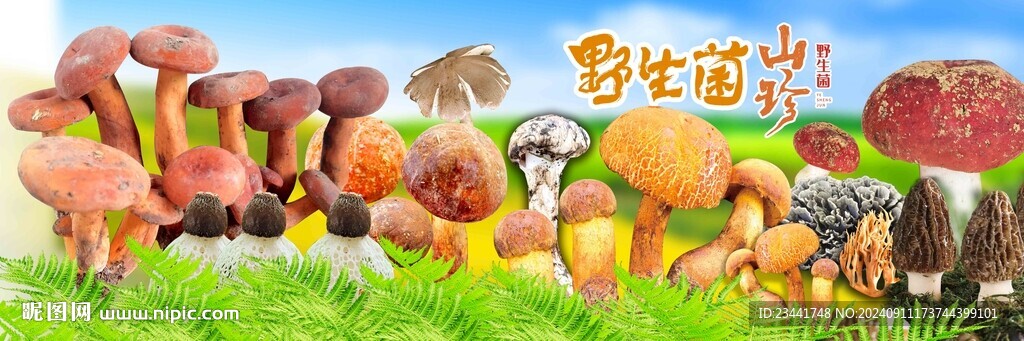 野生菌海报