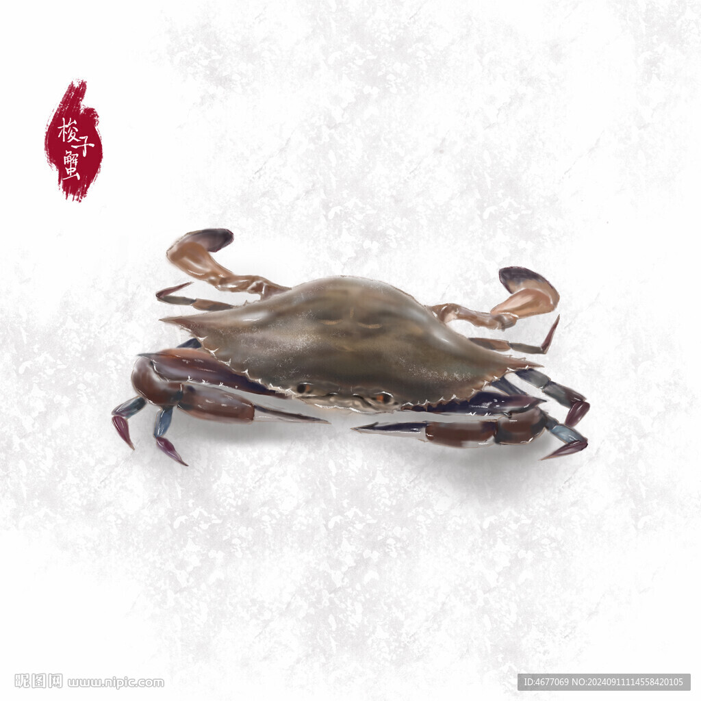 手绘插画舟山野生梭子蟹