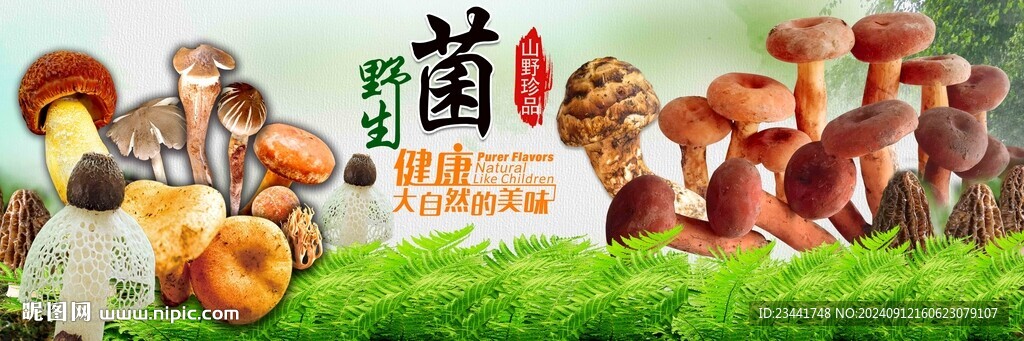 野生菌海报