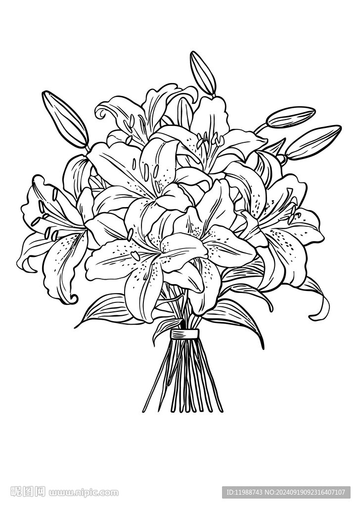 百合花线稿