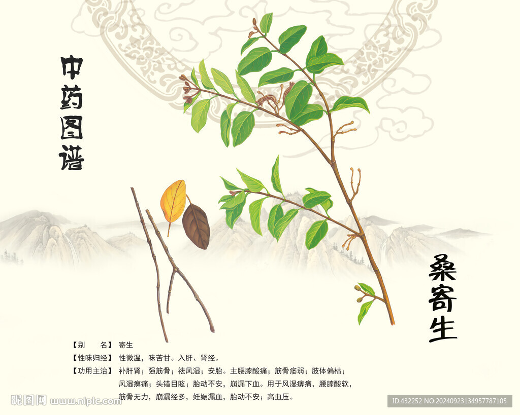 桑寄生中药桑寄生