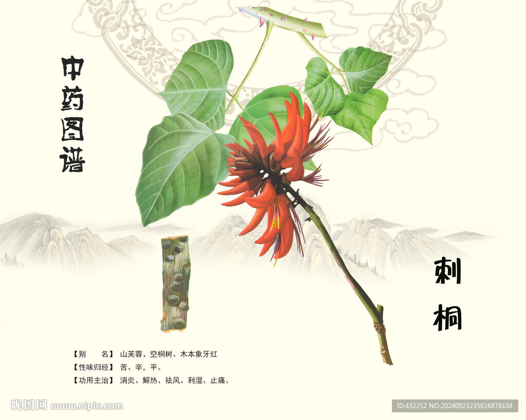 刺桐中药刺桐