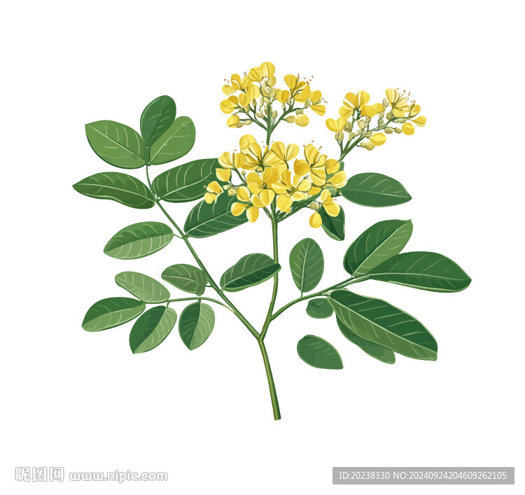 手绘决明子 决明子叶子 决明花