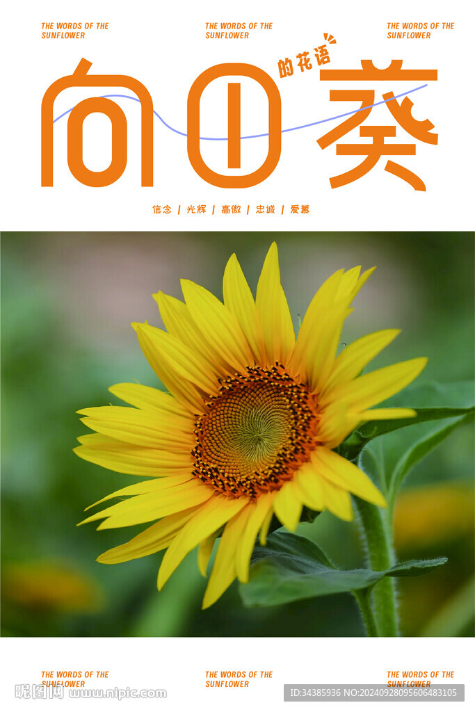向日葵的花语