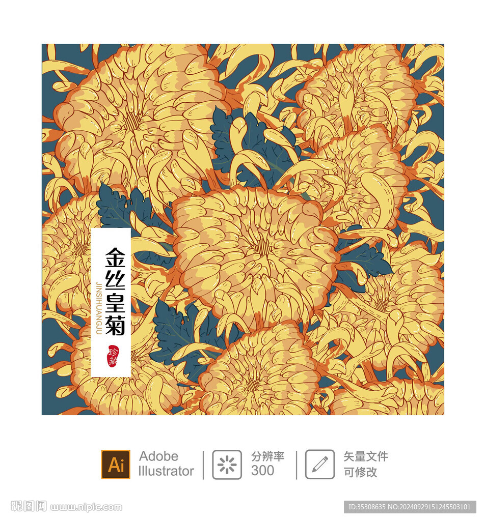 金丝皇菊 插画