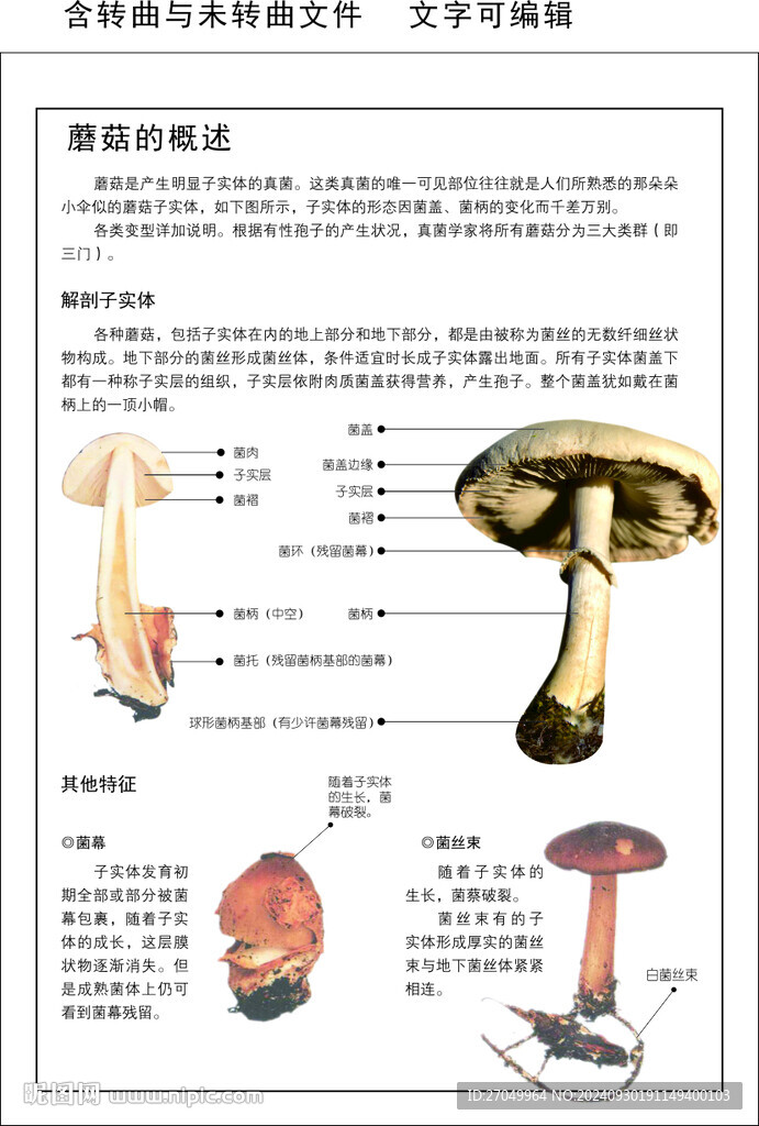 蘑菇相关知识之蘑菇的概述