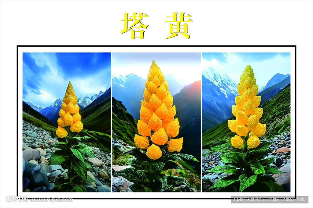 塔黄