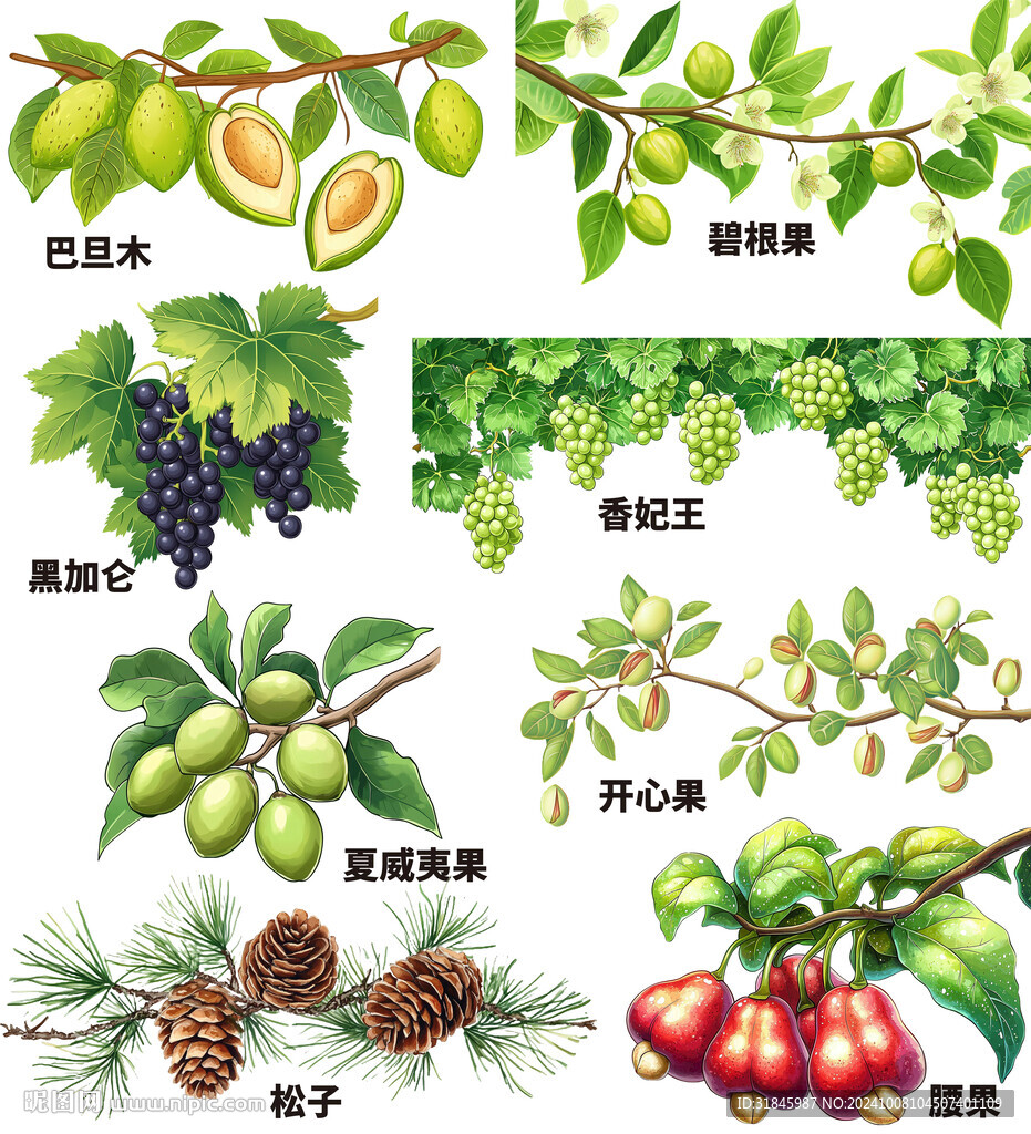 坚果插画