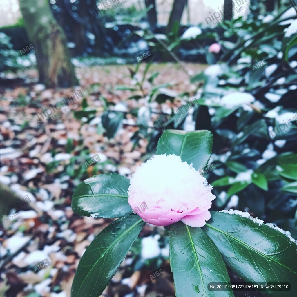 雪后茶花