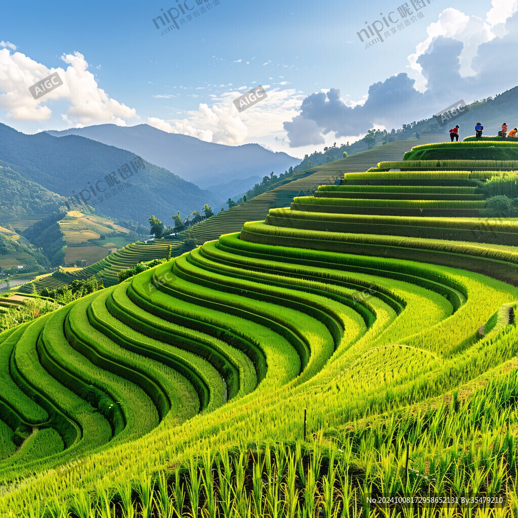 山间梯田 层层绿意
