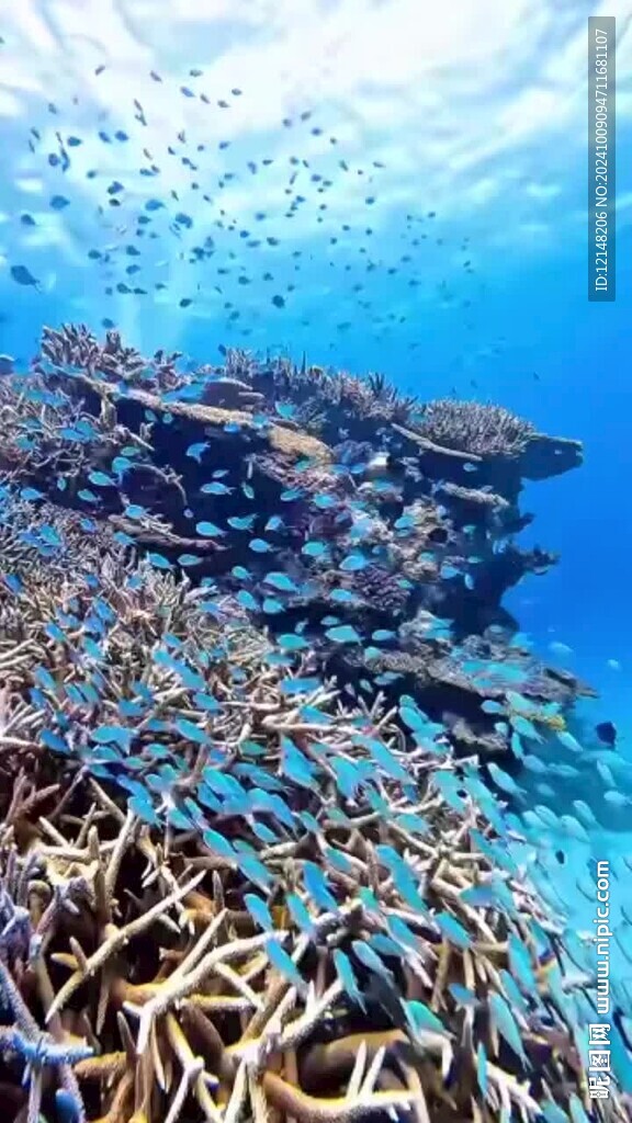 海底世界潜水