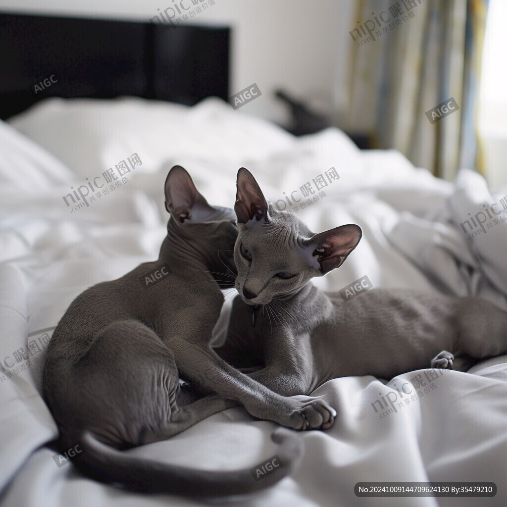 两只猫咪的温馨时刻