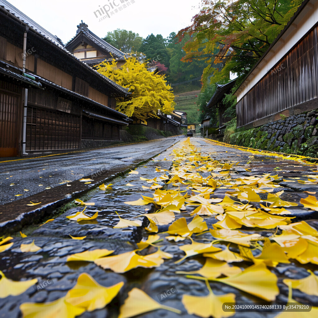 秋雨落银杏 古街泛金黄
