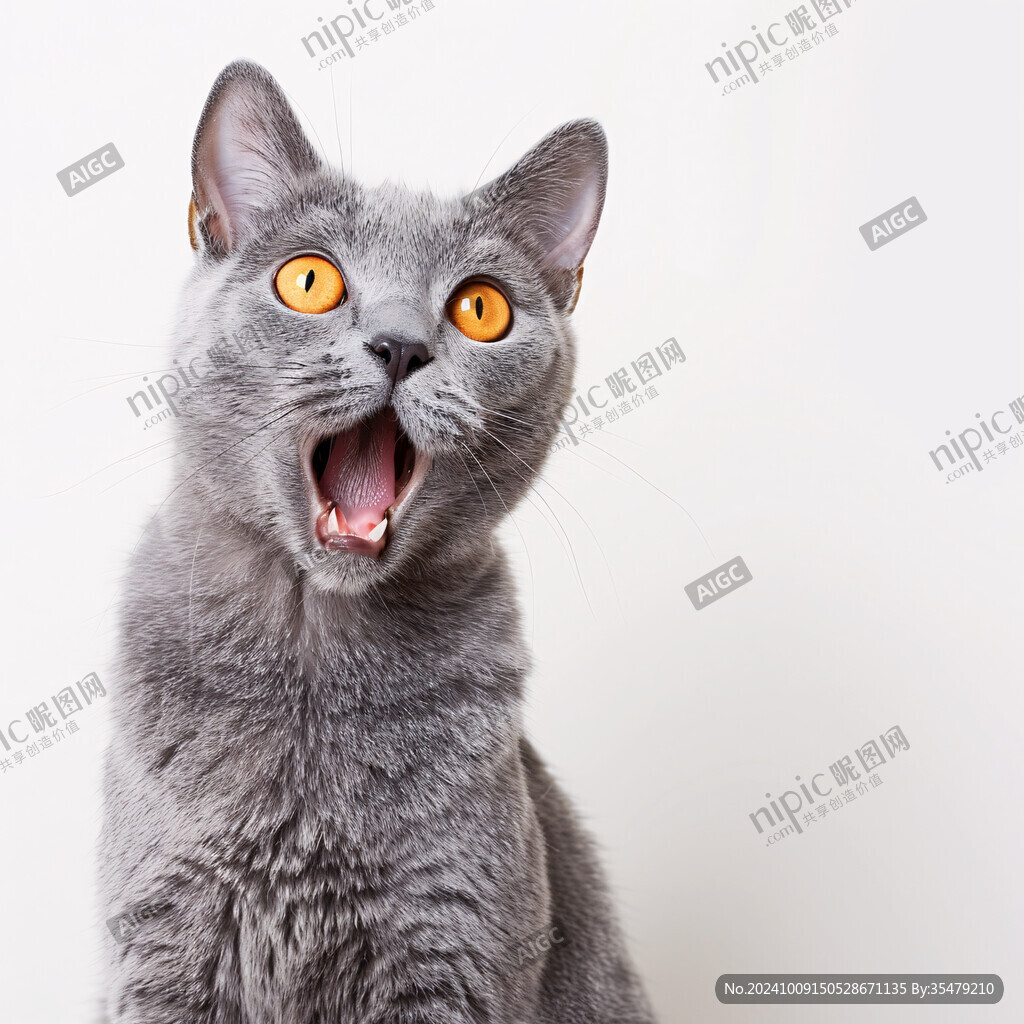 猫咪惊呆了