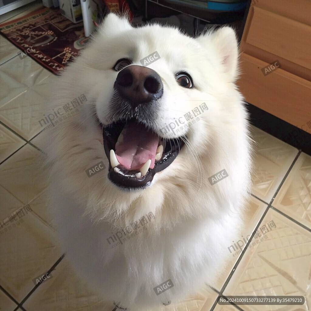抛媚眼的萨摩耶犬
