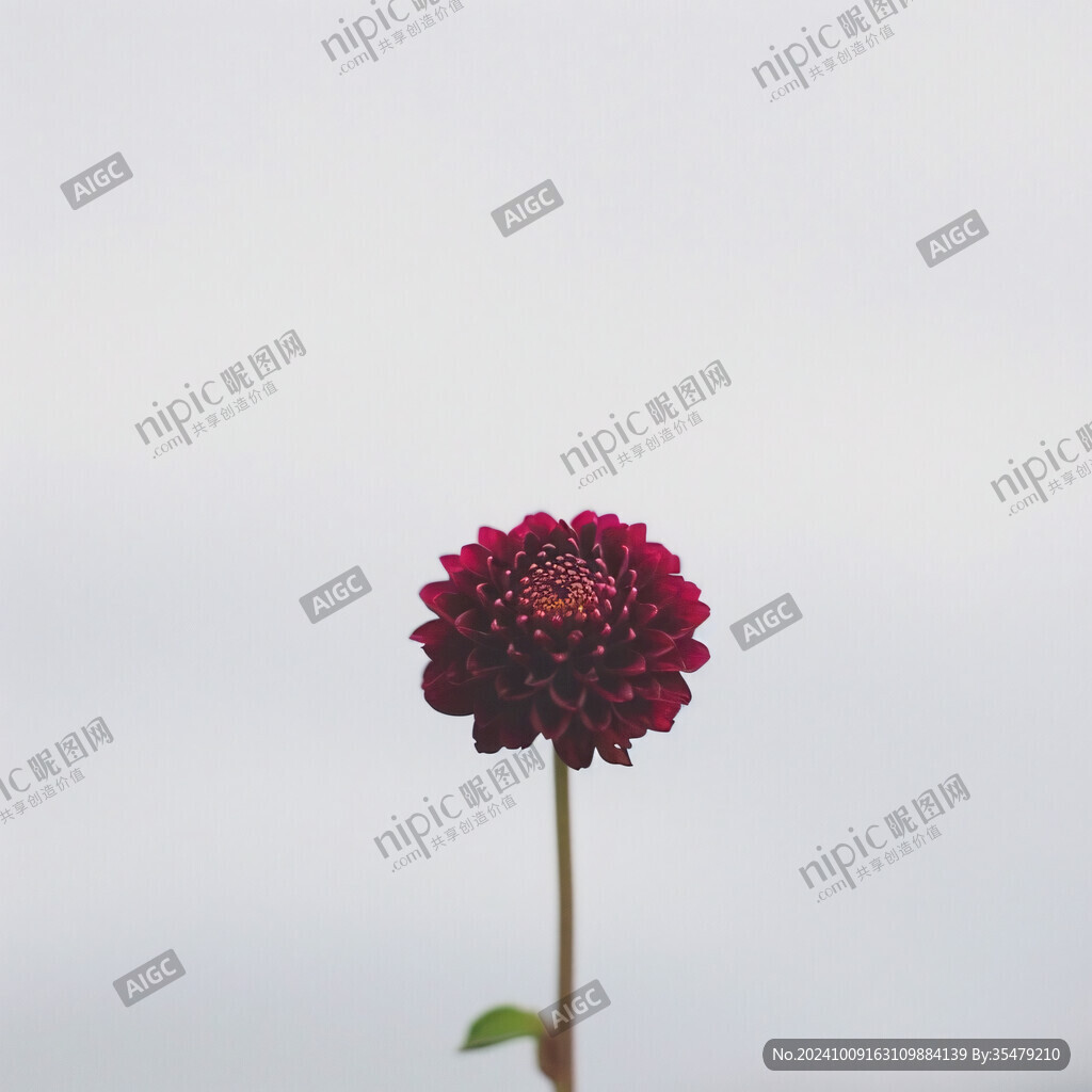 紫红色小菊花