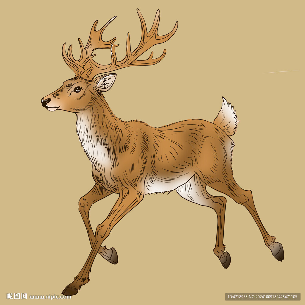 鹿  手绘 插画