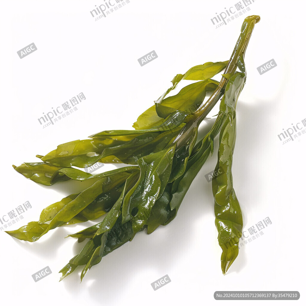裙带菜白底图