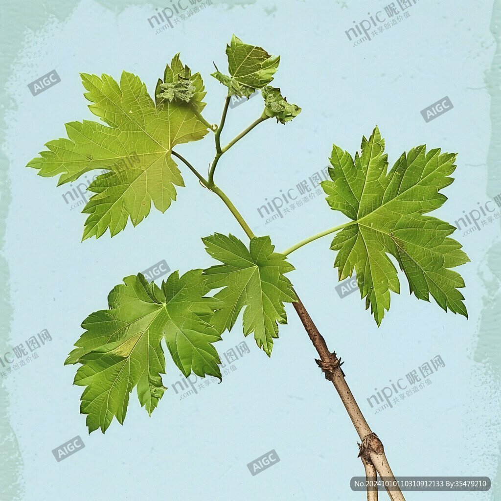 野生成熟的苘麻