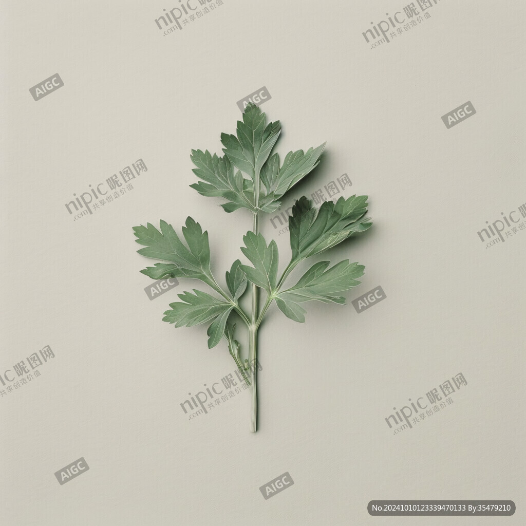 艾叶草药插画