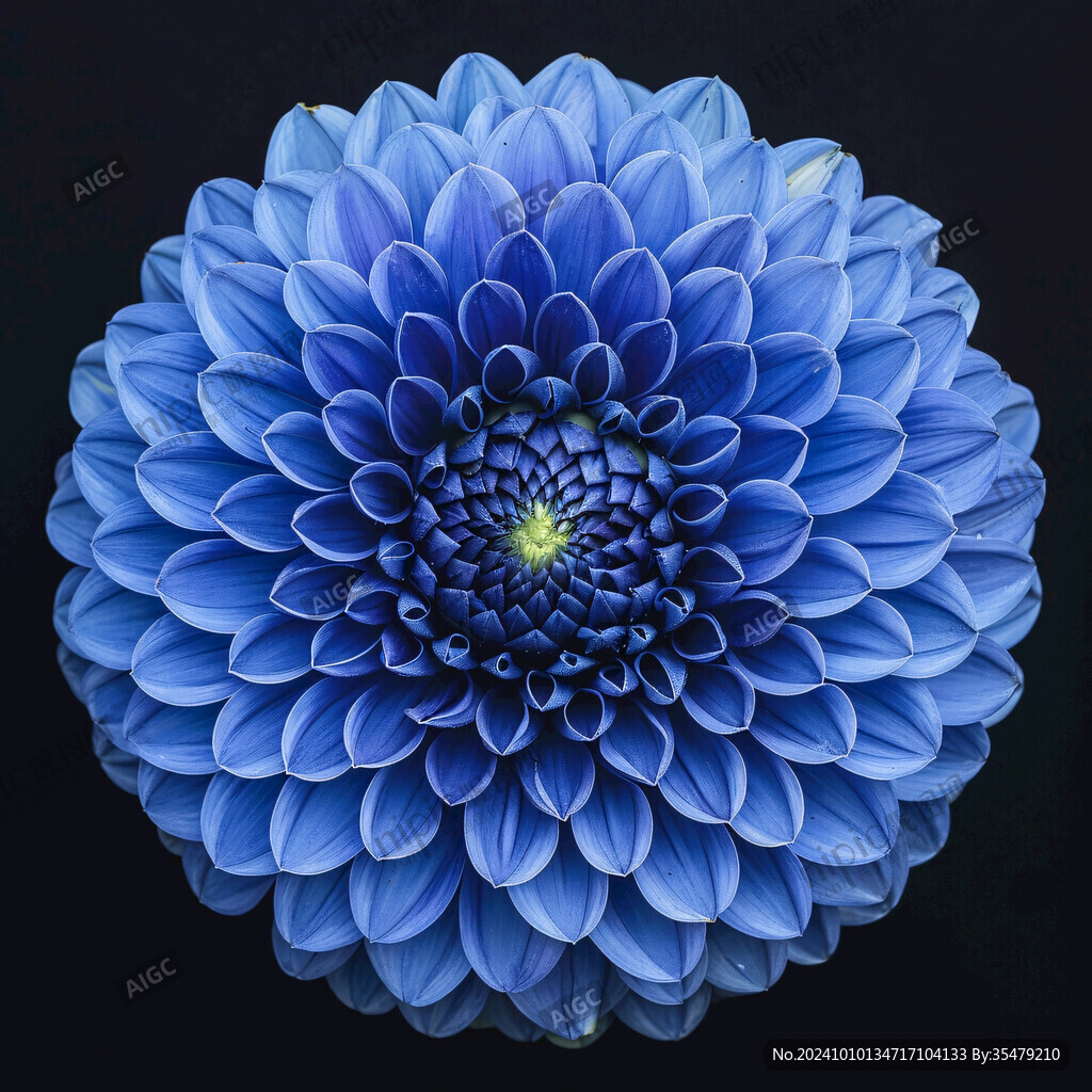 蓝色绚丽花朵