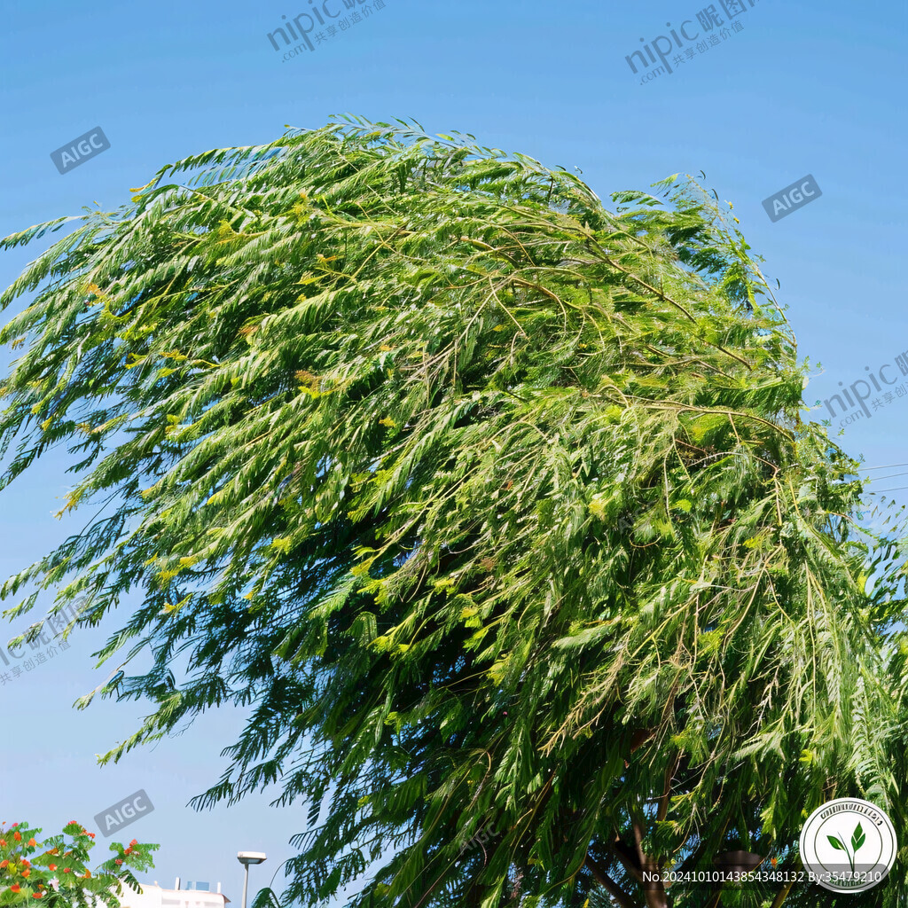 风中的杨柳树