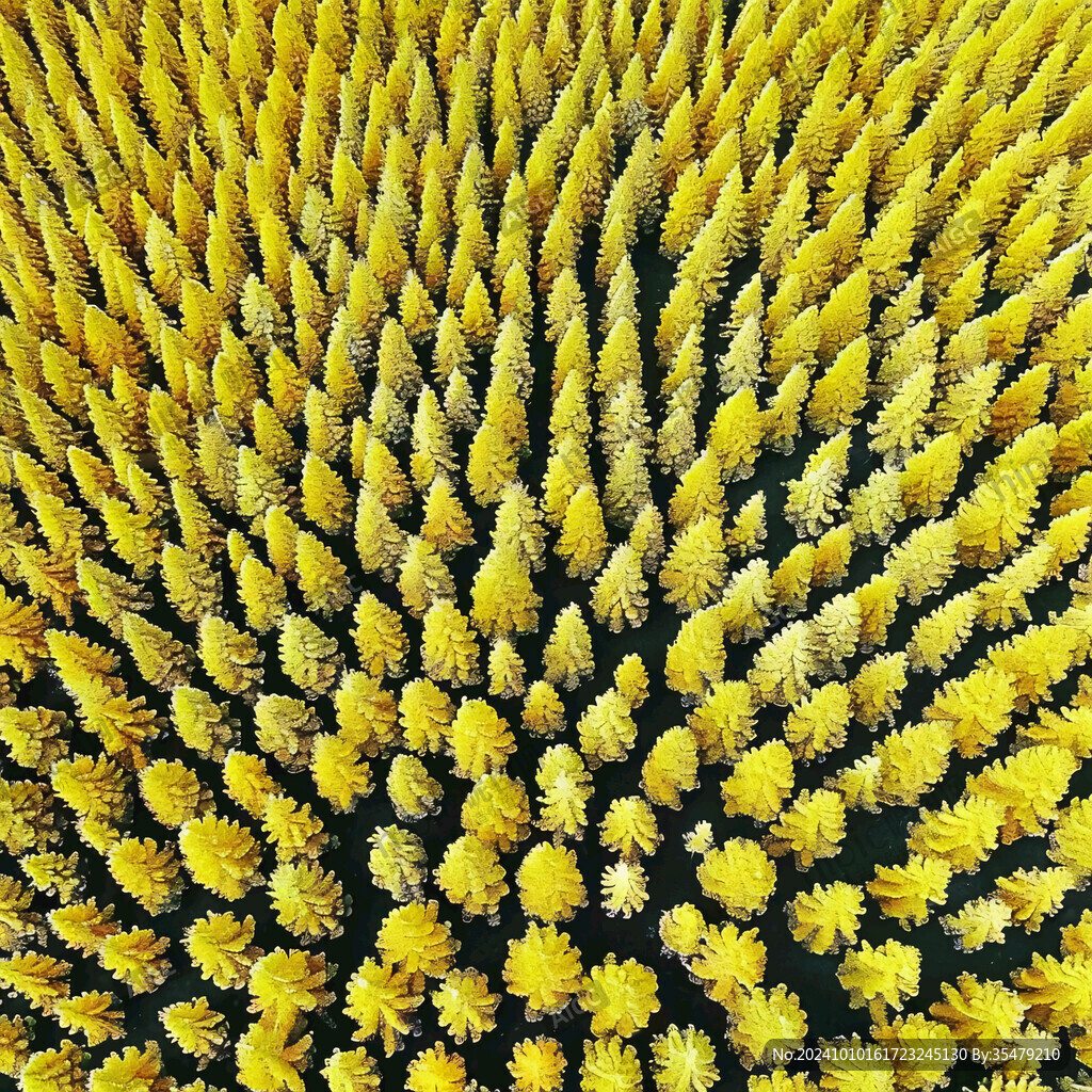 黄色菊花海