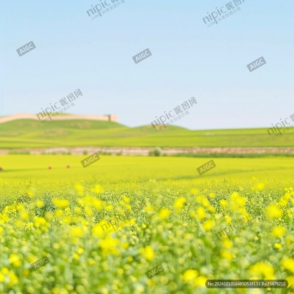 农作物油菜籽草原风光