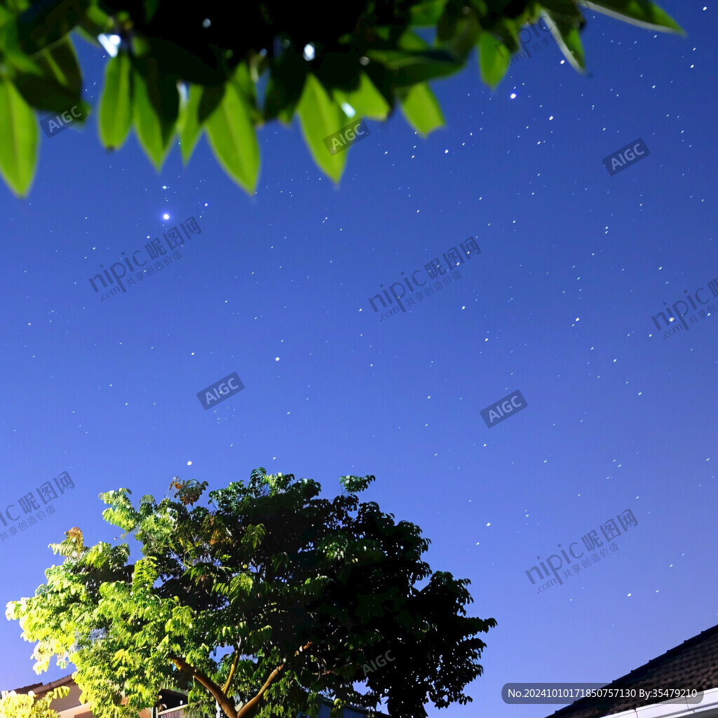 仰望星空大树