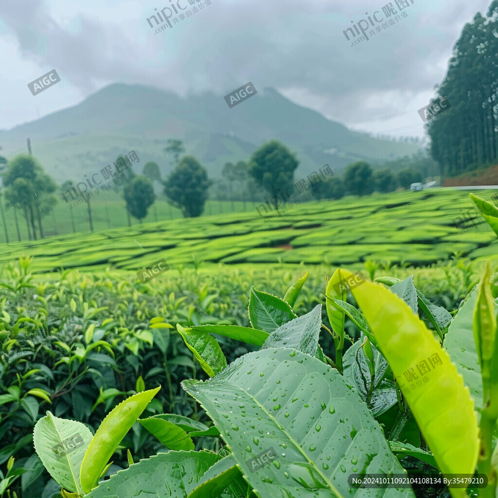 超广角茶田图