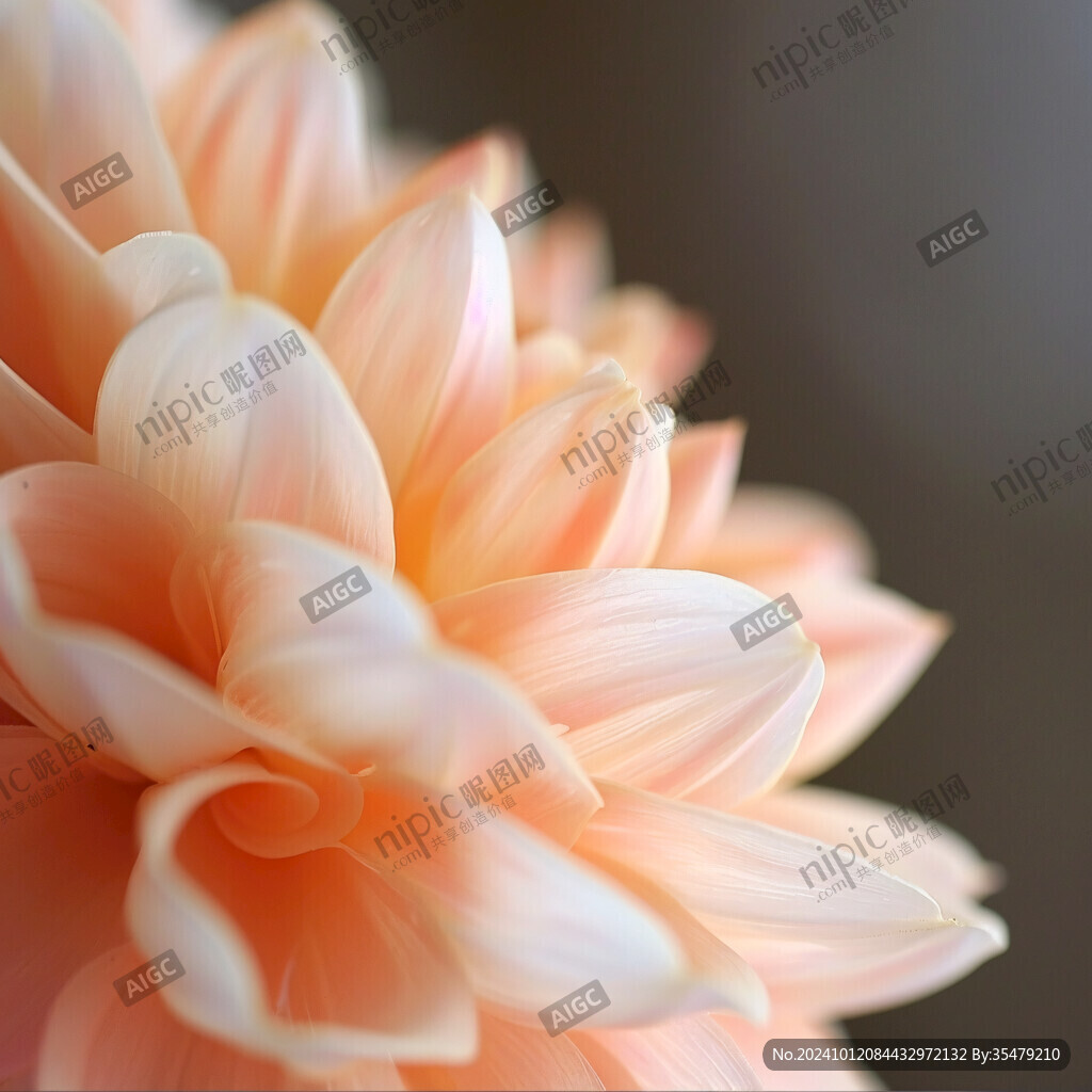 桔红色菊花