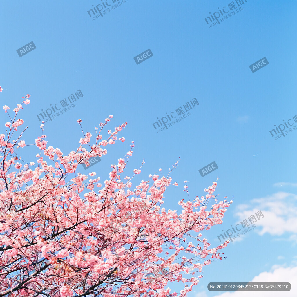 蓝天樱花树