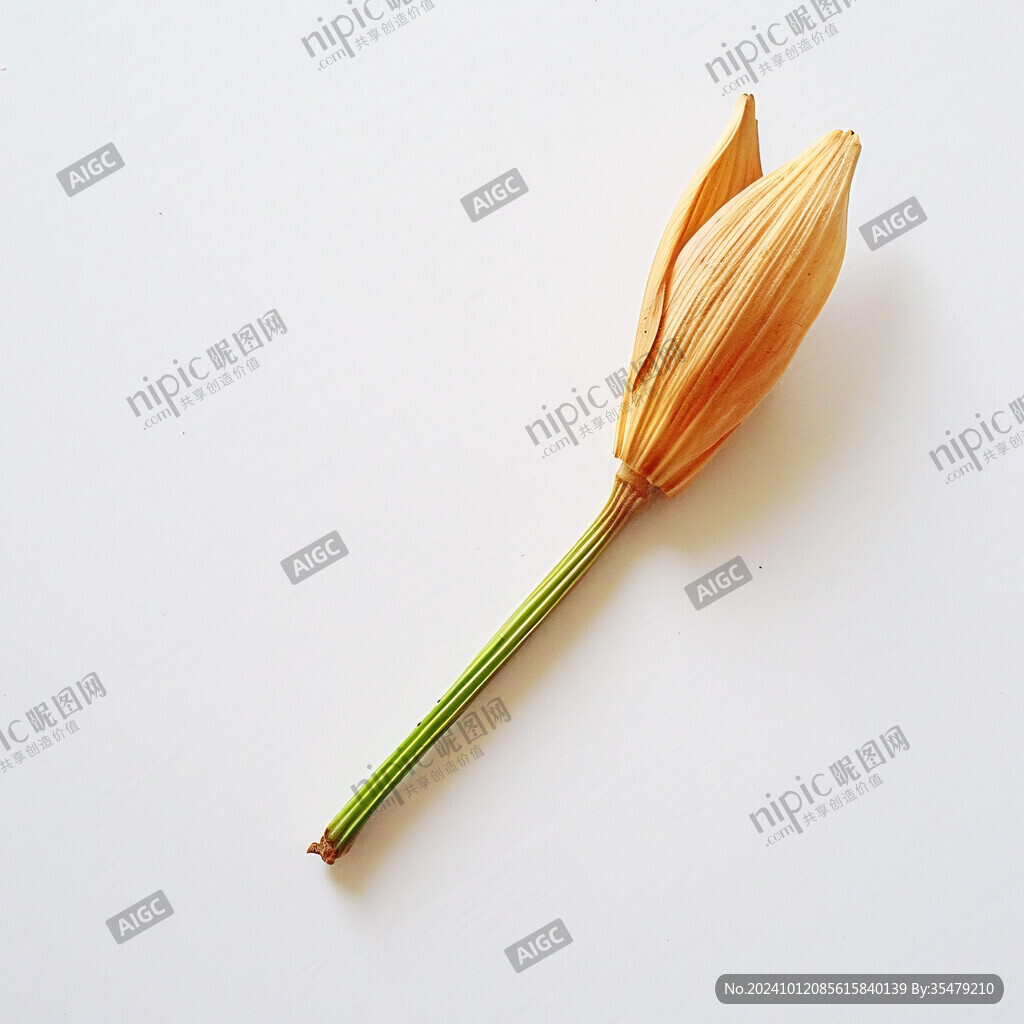 黄花菜插画