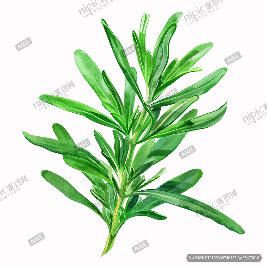 水彩草本植物手桧植物