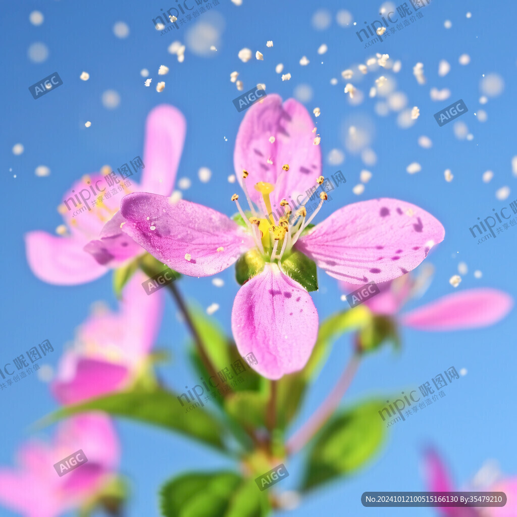 沙果花素材